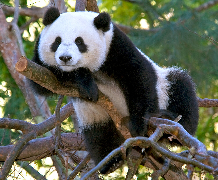 panda-01-tree.jpg