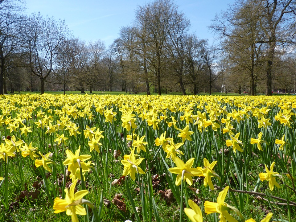 daffodils-6207_960_720.jpg