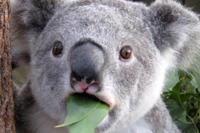 20151015koala-mem.jpg