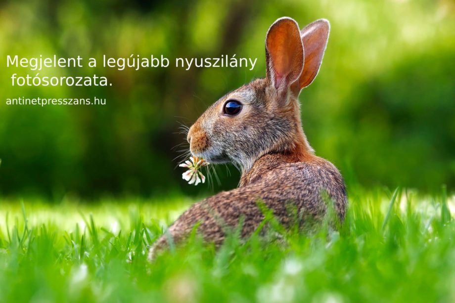 nyuszilány.jpg