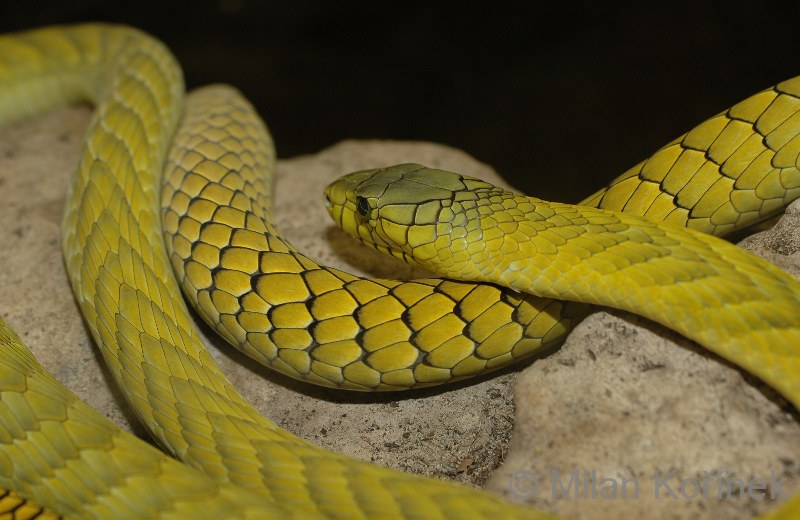 Змея 4 2023. ДЕНДРОАСПИС виридис. Мамба viridis. Безобидные змеи. Dendroaspis viridis фото.
