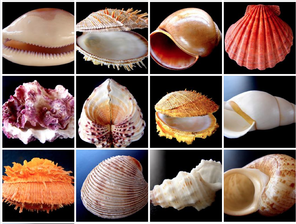 Породы моллюск. Моллюски Тайланда. Морские двустворчатые моллюски. Двустворчатые моллюски в море. Многообразие двустворчатых моллюсков тридакна.
